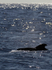 Short finned pilot whale, Madeira, Portugal