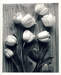 Black & white tulips
