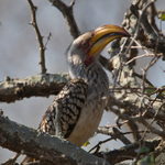 Southern Yellow-billed Hornbill portfolio