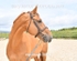 equiscot3641
