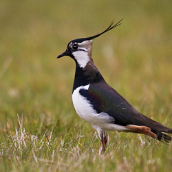 Lapwing