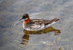 June 2008 - Red-necked Phalarope