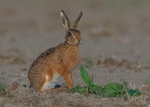 Brown Hare