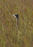 Red-crested Korhaan