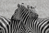 Zebra Love