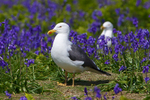 Lesser Black-backed Gull portfolio