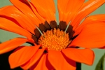 20110603-IMG_4523
