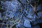 Winter Leaves 3