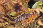 Pholis gunnellus