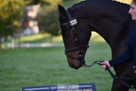 652-QUALITY.CONNIE.WELLS-Mia.Ketcher-TrotUp+SJ portfolio