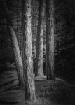 Four Pines, Ilkley