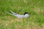 Arctic Tern