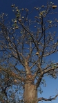 Baobab Tree With Fruit, Sth Africa