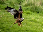 Red Kite