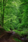 Ten Acre Wood No 3