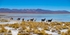 Llamas, High Altiplano, Bolivia.