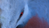 Victoria Crowned Pigeon