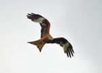 Red Kite