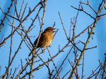 Dunnock