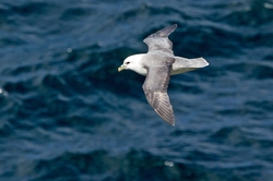 Fulmar in Flight