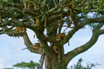 Tree Lions Serengeti 1