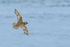 Golden Plover (breeding) flying, Iceland