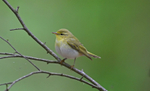 Wood Warbler