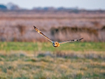 Short-eared Owl