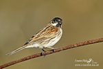 Reed Bunting M 100315 33