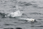 Gannets_0008