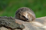 Hedgehog