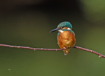 Kingfisher - Alcedo atthis