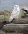 Snowy Owl