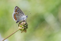 Silver Studded Blue
