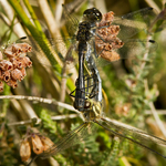Darters