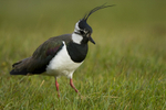 LAPWING