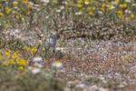Kentish Plover chick