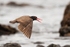 Blackish Oystercatcher calling in flight, Chile