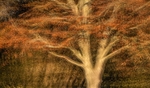 IMG_1111 v2