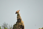 Griffon Vulture