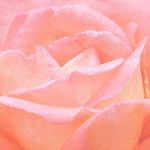 Pink rose with Dew