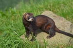 Polecat