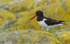 Sandpiper
