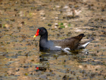 Moorhen