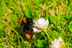 Bee on a white clover - DSC_4261
