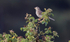 Corn Bunting