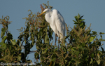 Great egret