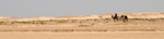 Douz Sahara Desert group of camels