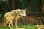 Grey Wolf - Missoula pausing (Colchester Zoo)