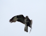 20110521-IMG_5348-418